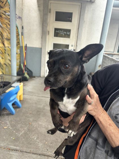 adoptable Dog in Oakland, CA named Fidget