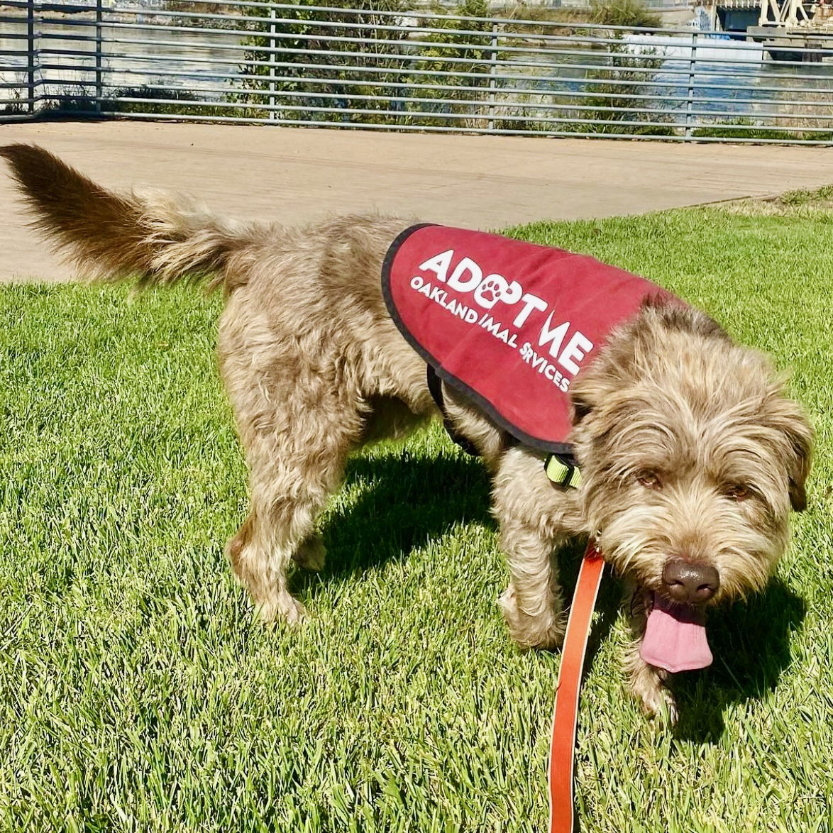 adoptable Dog in Oakland, CA named Broccoli