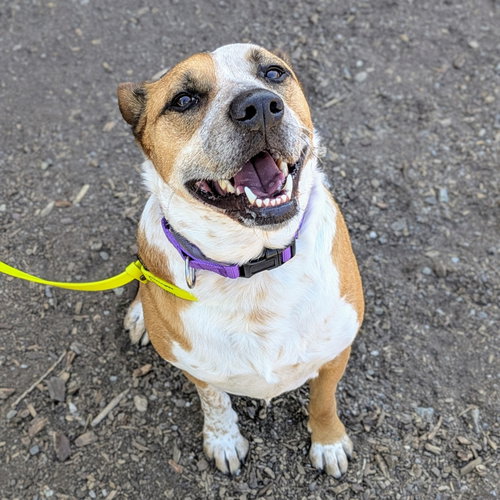 Archie, an adoptable Unknown breed in Oakland, CA