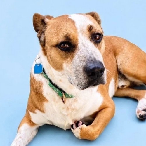 picture of the dog needing adoption