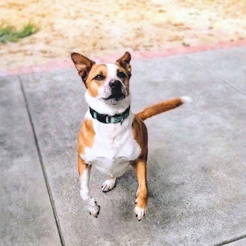 Archie photo 1