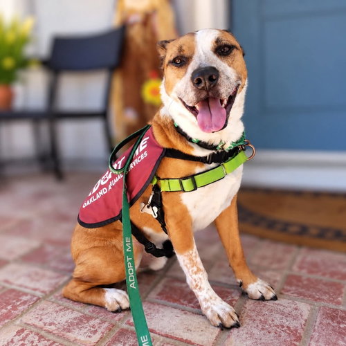Archie, a dog for adoption from Oakland Animal Services