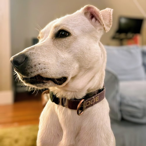 YETI - Shepherd available for adoption