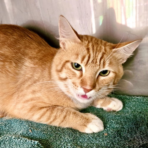 Canelo