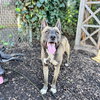 Pookie - Photo 2