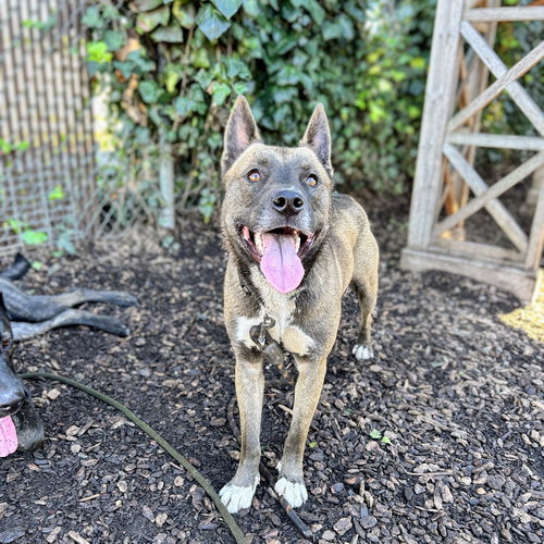 POOKIE - Siberian Husky / Belgian Shepherd Malinois available for adoption