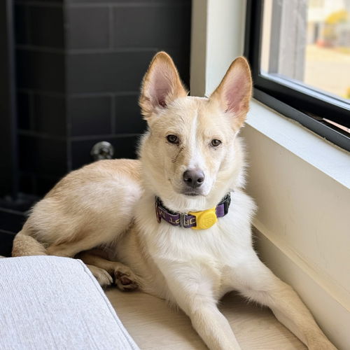 picture of the dog needing adoption