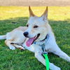 adoptable Dog in oakland, CA named Carmine