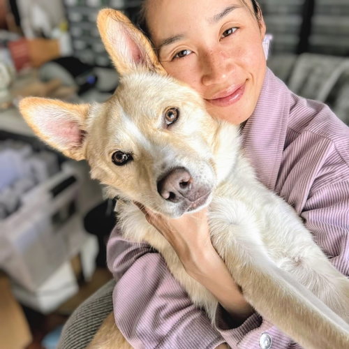 CARMINE - Australian Cattle Dog/Blue Heeler available for adoption