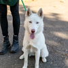 adoptable Dog in  named Pantene