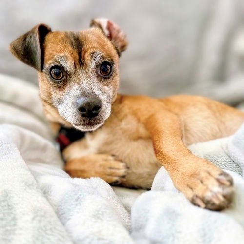 picture of the dog needing adoption
