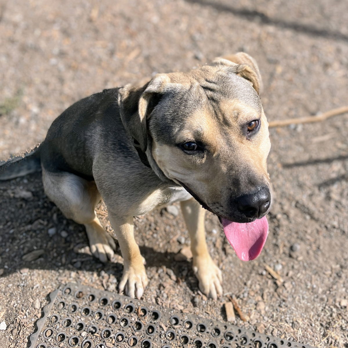 adoptable Dog in Oakland, CA named Gravy