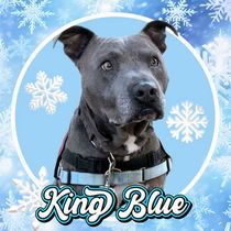 King Blue Photo