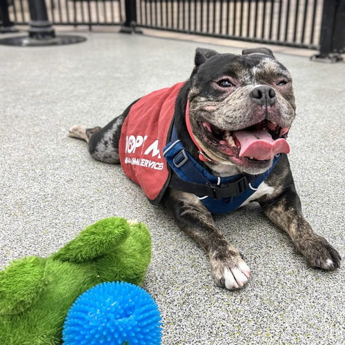 Pomodoro, an adoptable Bulldog in Oakland, CA