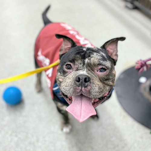 Pomodoro, an adoptable Bulldog in Oakland, CA