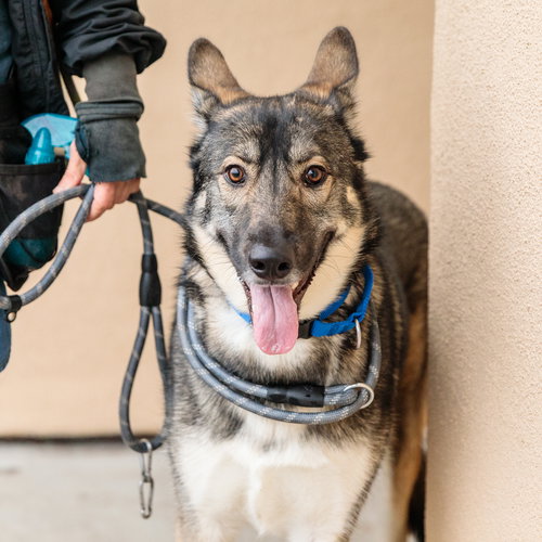 picture of the dog needing adoption
