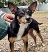 adoptable Dog in Oakland, CA named Chocolate