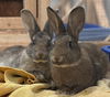 adoptable Rabbit in oakland, CA named De Novo (bonded w/ De Facto)