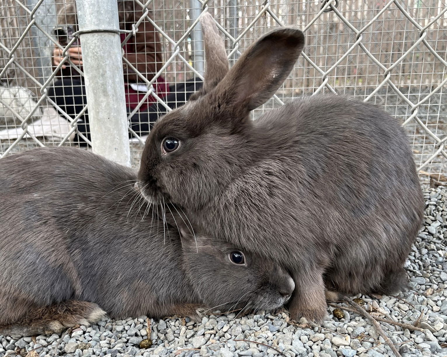 Amicus (bonded w/ De Jure) Photo