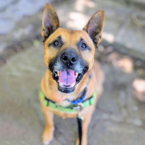 picture of the dog needing adoption