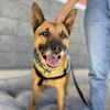 adoptable Dog in oakland, CA named Cantaloupe