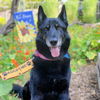 adoptable Dog in oakland, CA named Bachelorette