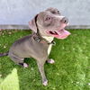 adoptable Dog in Oakland, CA named Baker
