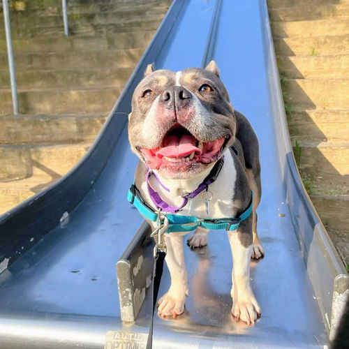 picture of the dog needing adoption
