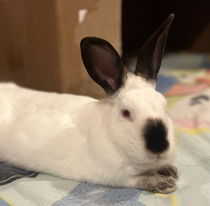 Hugo Photo