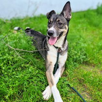Zorro Photo
