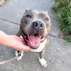 adoptable Dog in oakland, CA named Potluck