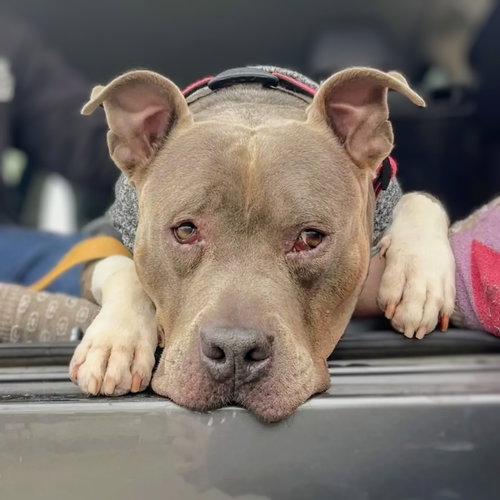 picture of the dog needing adoption