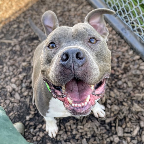 POTLUCK - American Pit Bull Terrier available for adoption