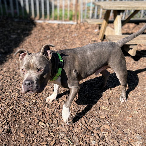 POTLUCK - American Pit Bull Terrier available for adoption