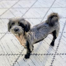 Millie Photo
