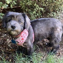 Millie Photo