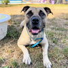 adoptable Dog in oakland, CA named Don Juan