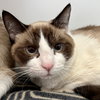 Jynx (bonded w/ Ahri) - Photo 7