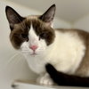 Jynx (bonded w/ Ahri) - Photo 9