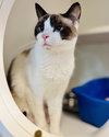 Jynx (bonded w/ Ahri) - Photo 6
