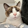 Jynx (bonded w/ Ahri) - Photo 3