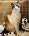 Jynx (bonded w/ Ahri) - Photo 2