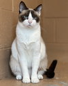 Jynx (bonded w/ Ahri) - Photo 4