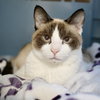 Jynx (bonded w/ Ahri) - Photo 1