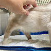 Ahri (bonded w/ Jynx) - Photo 23
