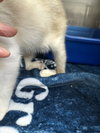 Ahri (bonded w/ Jynx) - Photo 24