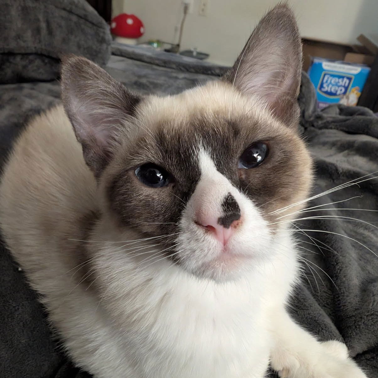 Ahri (bonded w/ Jynx) Photo