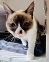 Ahri (bonded w/ Jynx) - Photo 19