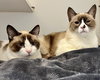 Ahri (bonded w/ Jynx) - Photo 13