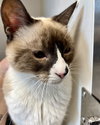 Ahri (bonded w/ Jynx) - Photo 15